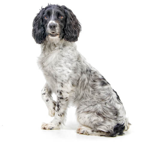 Springer spaniel as hot sale a family pet